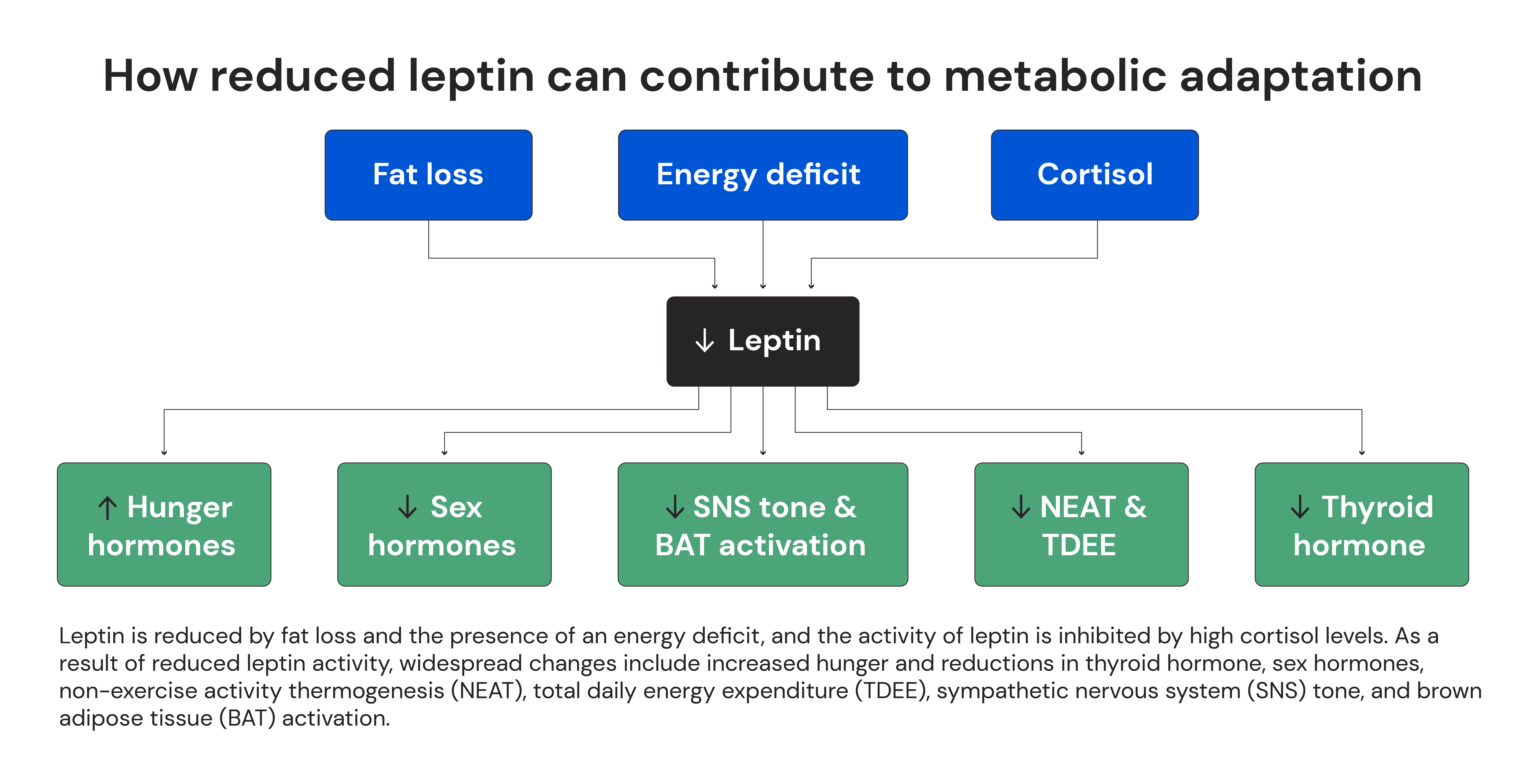 How reduced leptin can contribute to metabolic adaptation 