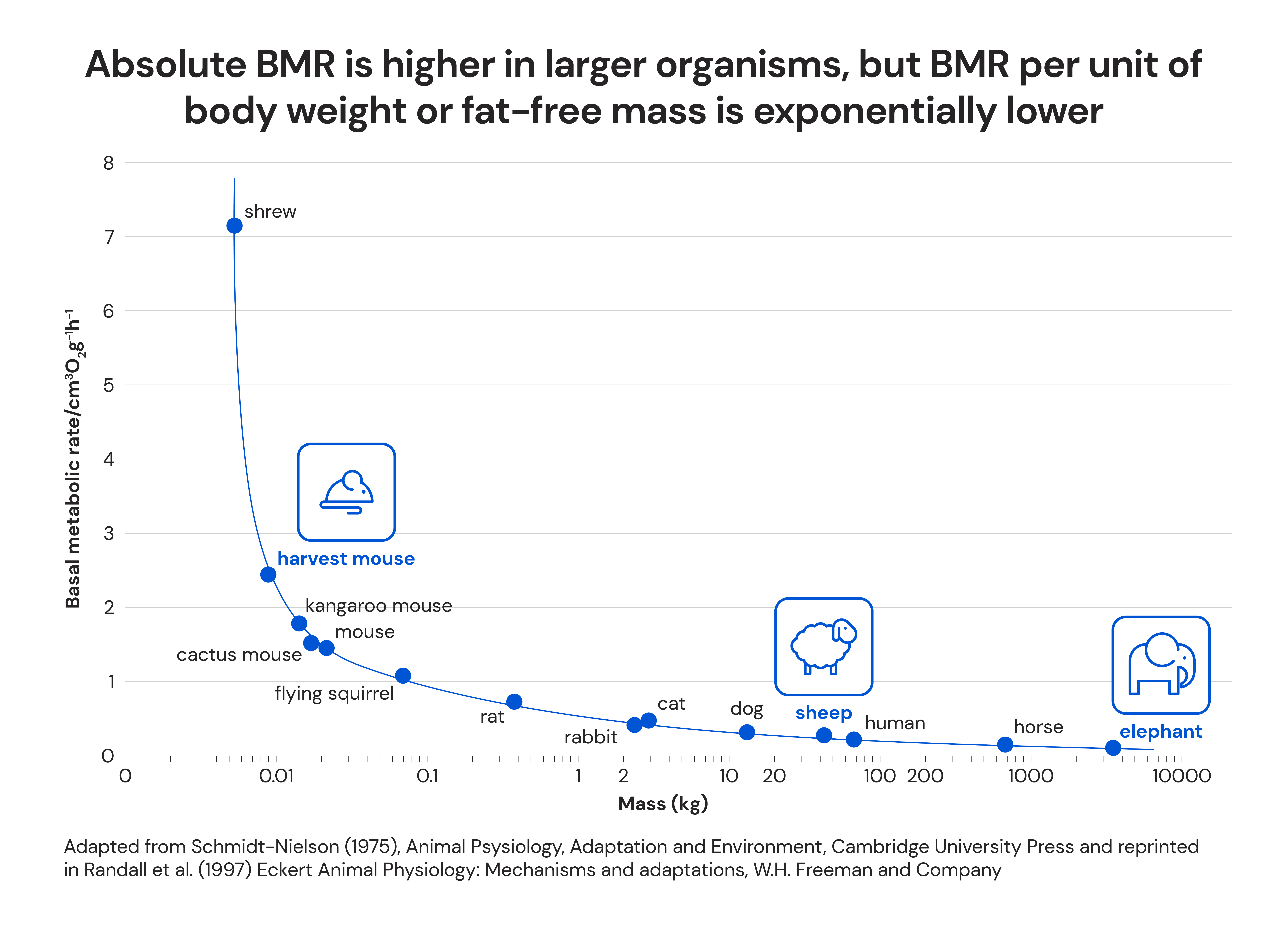 Absolute BMR is higher in larger organisms, but BMR per unit of body weight or fat-free mass is exponentially lower