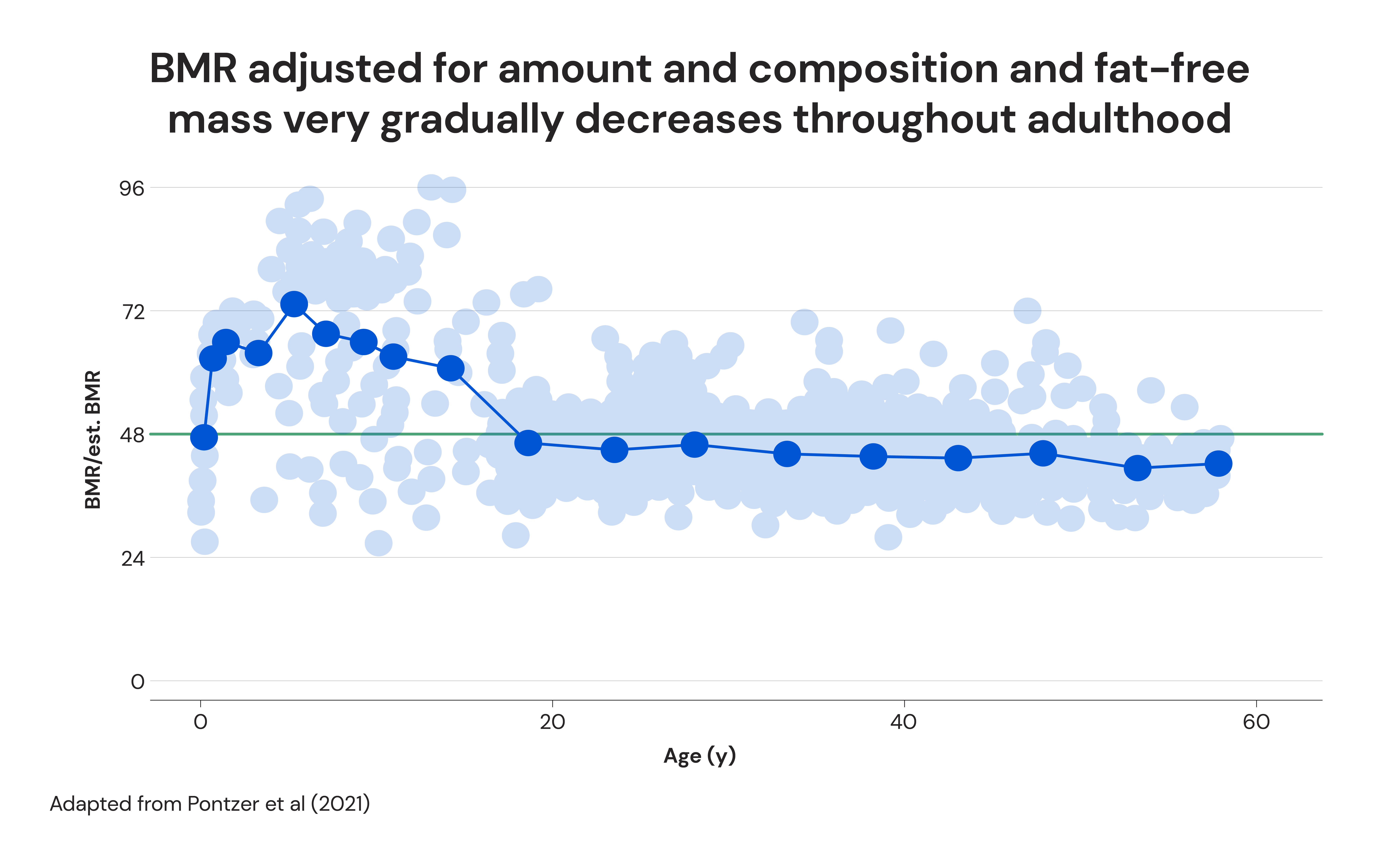 BMR adjusted for amount and composition and fat-free mass very gradually decreases throughout adulthood