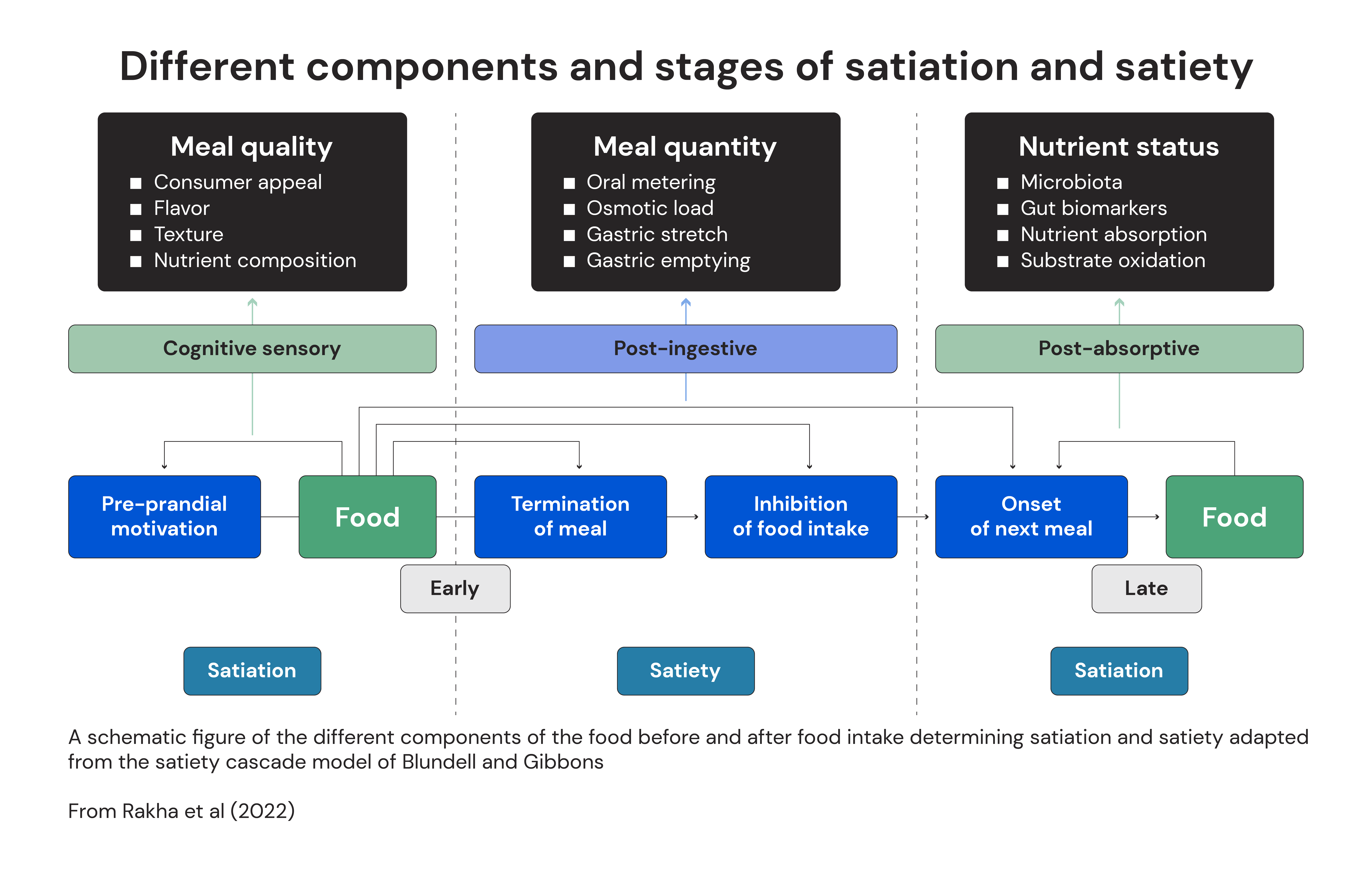 Different components and stages of satiation and satiety