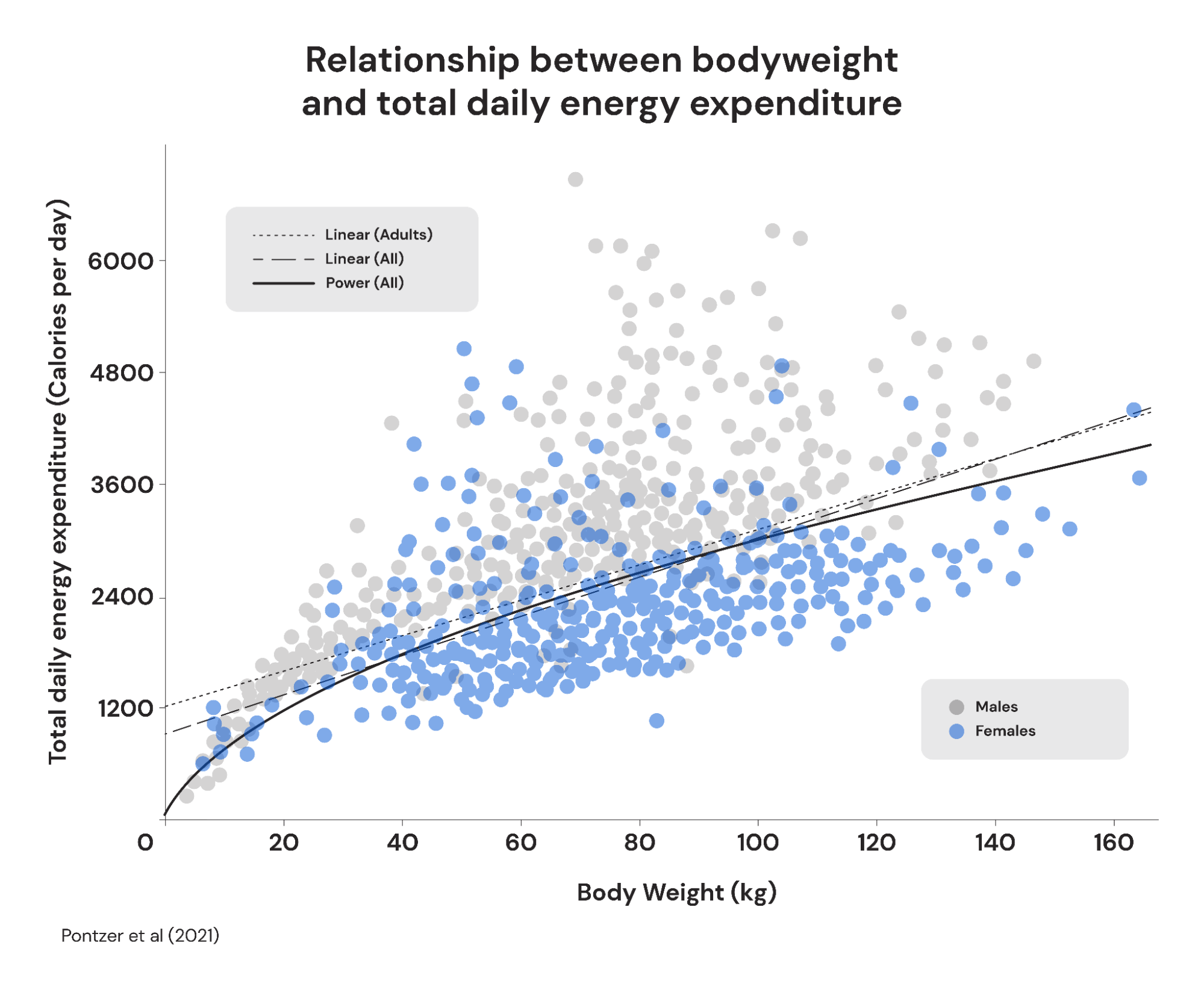 relationship between bodyweight and total daily energy expenditure