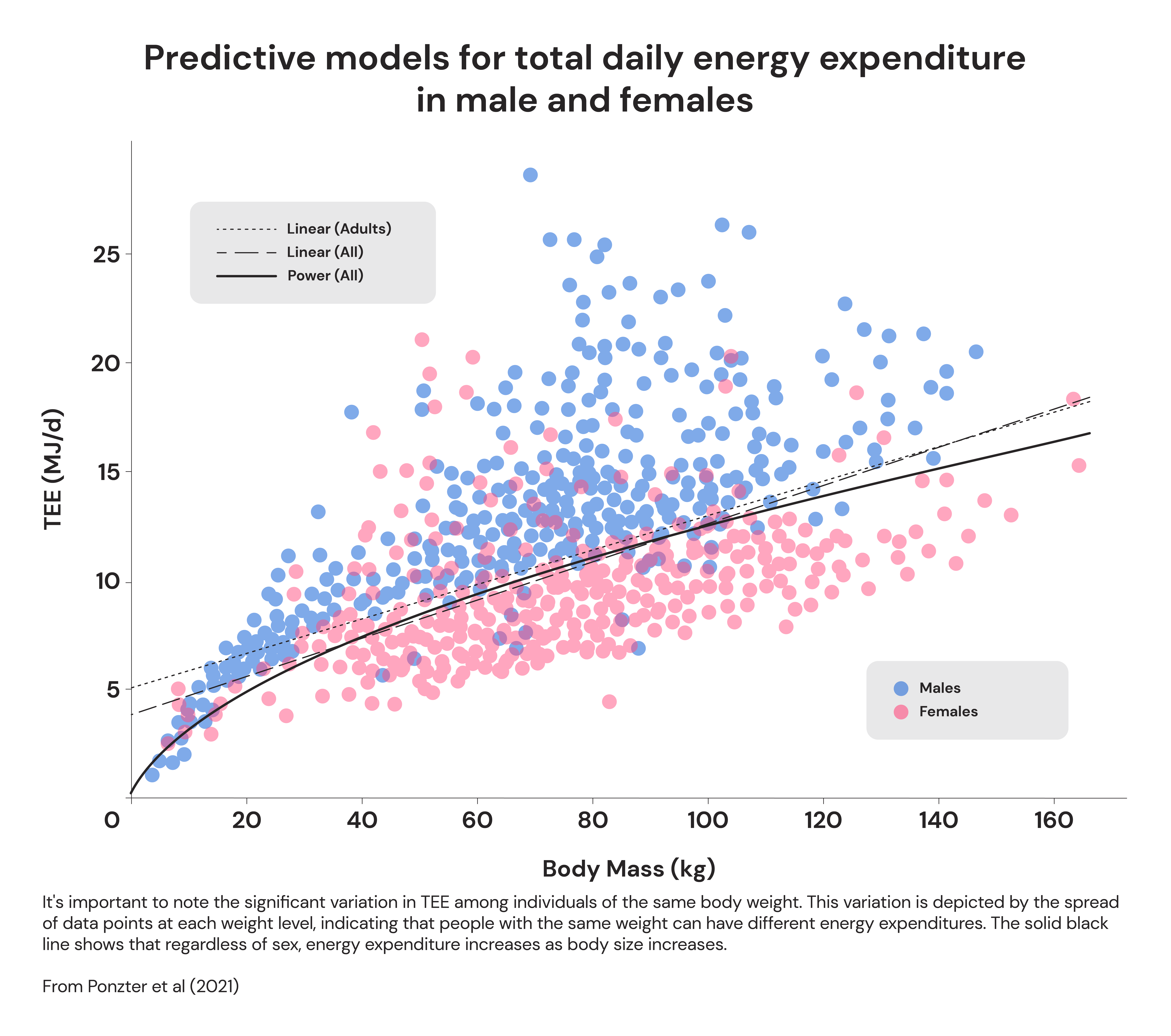 Predictive models for total daily energy expenditure in males and females
